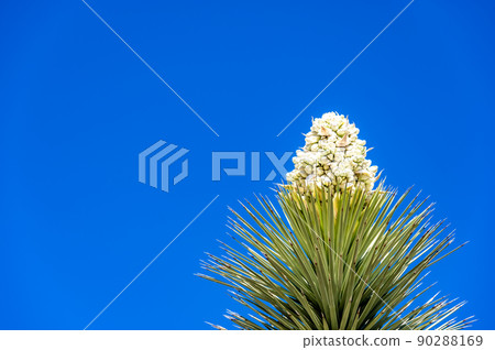 Dramatic view of a flowering bloom of a Yucca brevifolia at Joshua Tree National Park in California, USA against a blank sky. Dramatic view of a flowering bloom of a Yucca brevifolia at Joshua Tree National Park in California, USA against a blank sky. 90288169