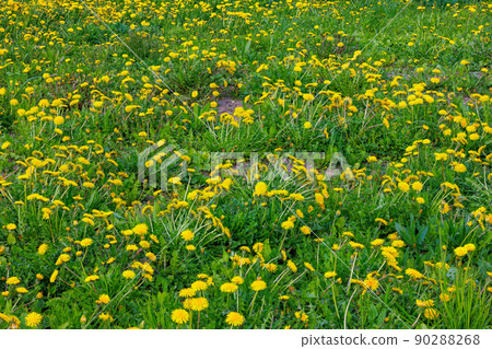 yellow dandelion field at sunny day - full-frame background 90288268