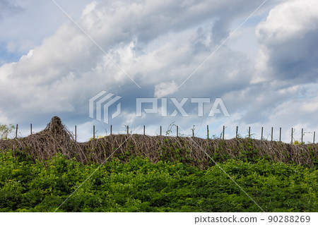 rustic fence entwined with dry wild grapes with cloudy sky in the background and and thickets of nettles in the foreground rustic fence entwined with dry wild grapes with cloudy sky in the background and and thickets of nettles in the foreground 90288269