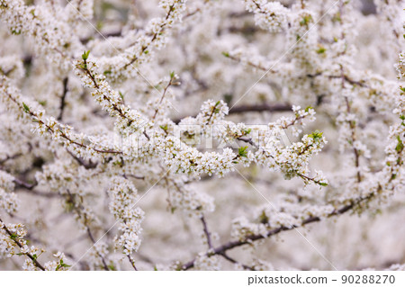 Blossoming cherry in the garden. Full-frame background. 90288270