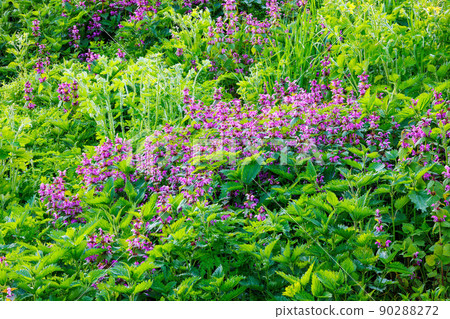 Blossoming red dead nettle - Lamium purpureum 90288272