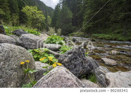 Great spring landscape in the Koscieliska Valley. Western Tatras. Great spring landscape in the Koscieliska Valley. Western Tatras. 90288341