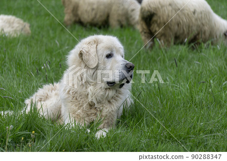 A shepherd dog is guarding a herd of sheep in the Tatra Mountains. 90288347