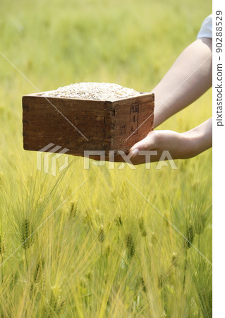 barley barley 90288529