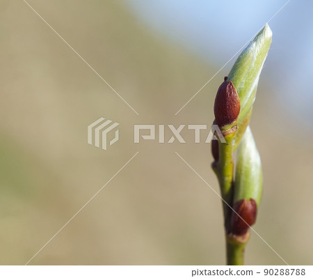 Young leaves on the branches. Fresh leaves on a tree. Spring forest. 90288788