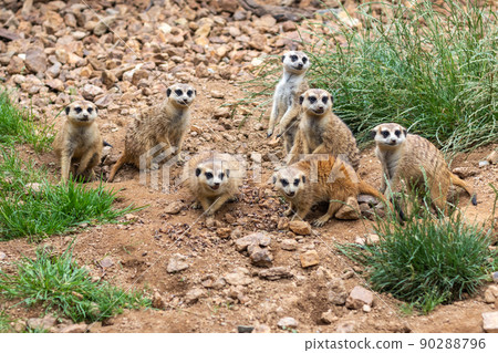 group of meerkats - meerkats look in one direction 90288796