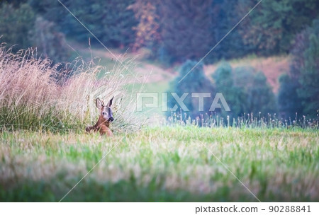 one young roe deer lying in the grass in the meadow 90288841