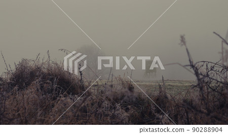 landscape in the fog, field, hunting blind, trees, grass in the foreground 90288904