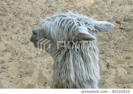portrait of a white alpaca in profile 90288920