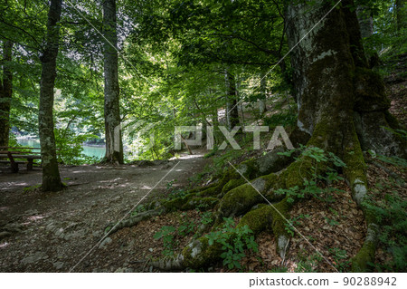 Old trees grow along the path at the nature park near the lake Biogradske jezero 90288942