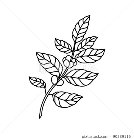 coffee plant doodle icon, vector color line illustration 90289116