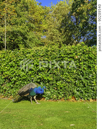 Peacock - male Indian or green peafowl 90289540