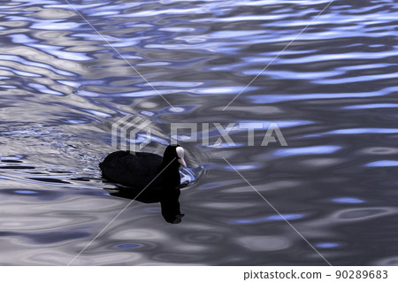 Eurasian Coot swimming in Bedfont Lake 90289683