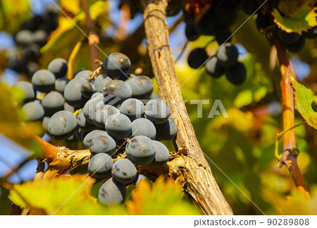 Vineyards at sunset in autumn harvest. Ripe grapes in autumn. Single bouquet of grapes on the vine. 90289808