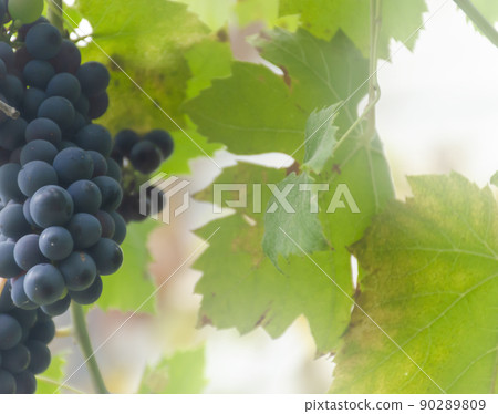 Vineyards at sunset in autumn harvest. Ripe grapes in autumn. Single bouquet of grapes on the vine. 90289809