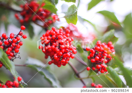 Sambucus racemosa, common red elderberry, red-berried elder berries on the branch in the garden. Sambucus racemosa, common red elderberry, red-berried elder berries on the branch in the garden. 90289834