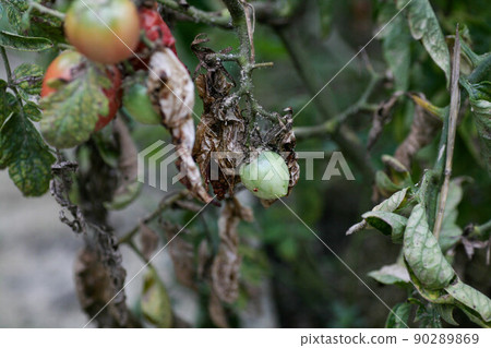 Fungal diseases of tomatoes Late blight is one of the most dangerous diseases Fungal diseases of tomatoes Late blight is one of the most dangerous diseases 90289869