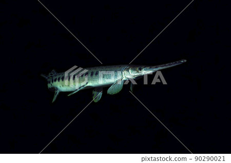 Garpike longnose gar 黑色背景 Garpike longnose gar 黑色背景 90290021