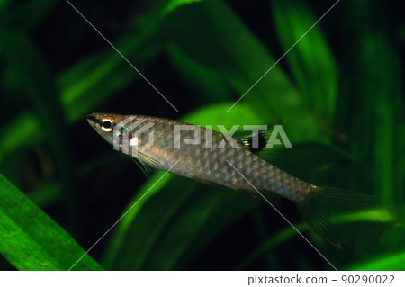 跳躍 Characiformes Copella Arnoldi 水族館 跳躍 Characiformes Copella Arnoldi 水族館 90290022