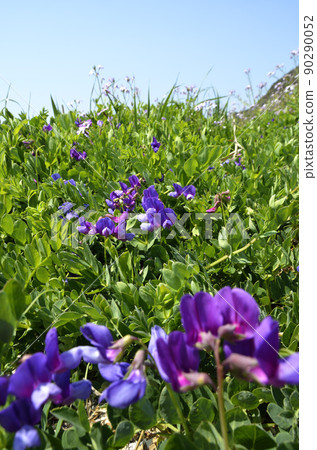 沙灘豌豆沿海植物寬 90290052