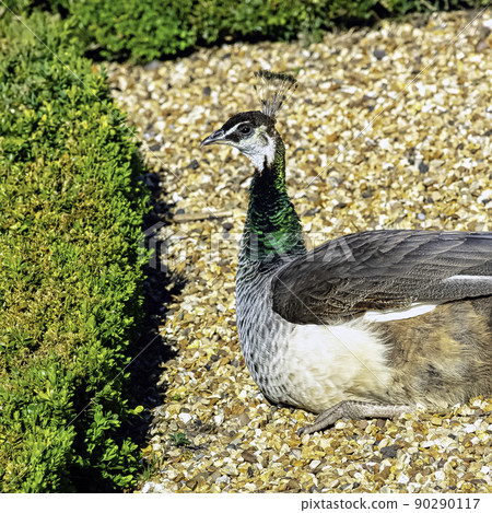 Peahen - female Indian or green peafowl 90290117