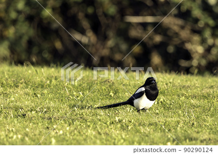 Common magpie in British park - London, UK 90290124