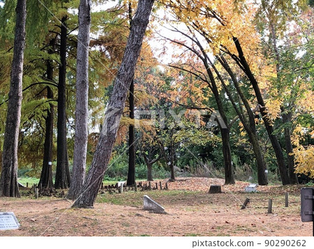 秋天的樹葉 秋天的樹葉 90290262