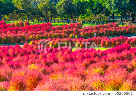 Kokia autumn leaves in Mami Hill Park Kokia autumn leaves in Mami Hill Park 90290801