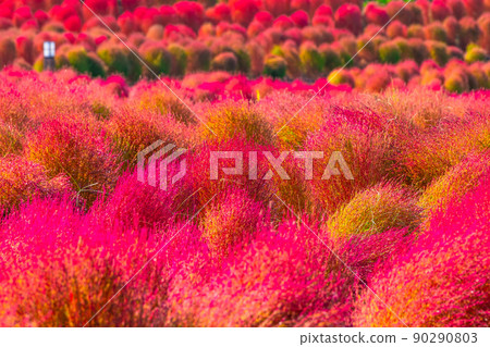 Kokia 秋葉在 Mami 山公園 90290803