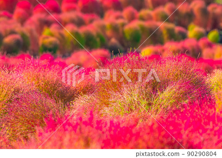 Kokia 秋葉在 Mami 山公園 Kokia 秋葉在 Mami 山公園 90290804