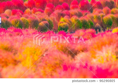 Kokia 秋葉在 Mami 山公園 90290805