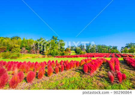 Autumn leaves of Kokia in Mami Hill Park Autumn leaves of Kokia in Mami Hill Park 90290864