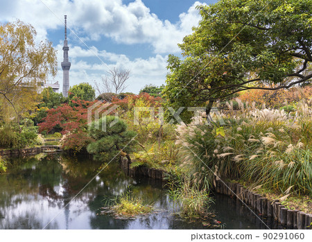 [Higashimukojima, Tokyo] The scenery of the pond of Mukojima Hyakkaen and the Tokyo Sky Tree in autumn surrounded by Japanese pampas grass and autumn leaves. 90291060