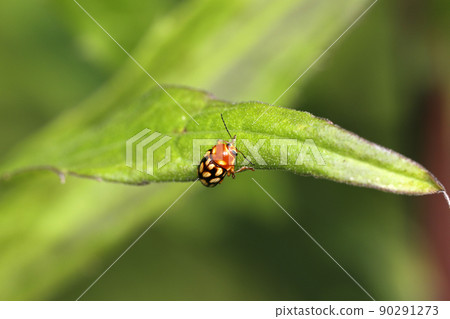 Yellow leaf beetle 90291273