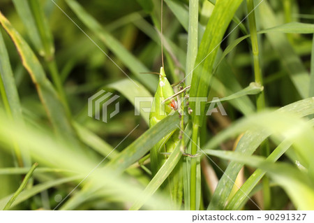 Kubikirisugisu 90291327