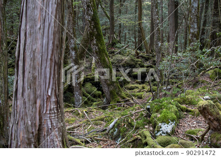 Aokigahara Jukai　 90291472