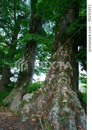3446 Large zelkova on the Iruma River 90291851