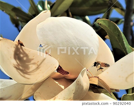 Magnolia magnolia and large flower, Taiyama tree, Oyama tree, evergreen tree Magnolia magnolia and large flower, Taiyama tree, Oyama tree, evergreen tree 90292040