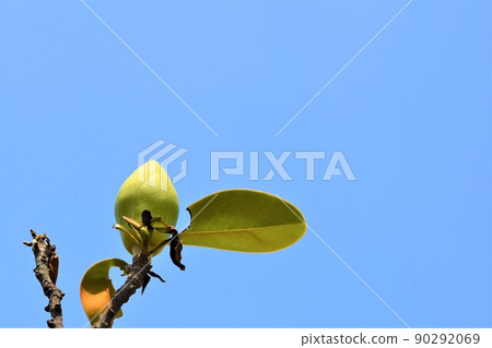 Magnolia magnolia and large flower, Taiyama tree, Oyama tree, evergreen tree Magnolia magnolia and large flower, Taiyama tree, Oyama tree, evergreen tree 90292069