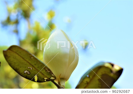 Magnolia magnolia and large flower, Taiyama tree, Oyama tree, evergreen tree Magnolia magnolia and large flower, Taiyama tree, Oyama tree, evergreen tree 90292087