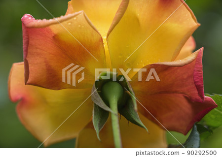 玫瑰花瓣 90292500