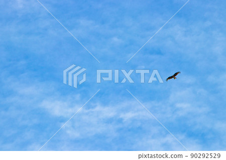 天空和鳥的形象 天空和鳥的形象 90292529