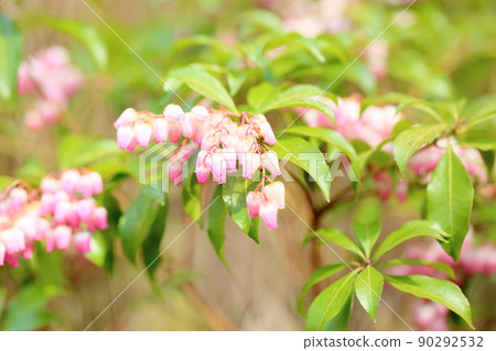 阿塞比花 阿塞比花 90292532