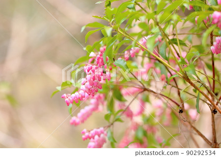 阿塞比花 阿塞比花 90292534