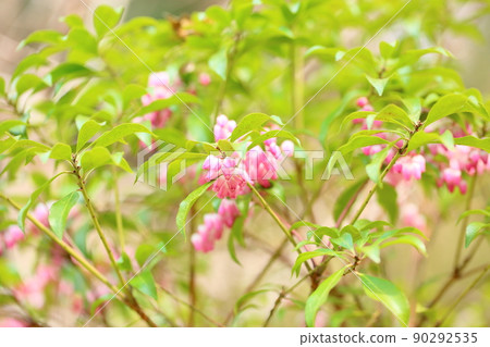 阿塞比花 阿塞比花 90292535