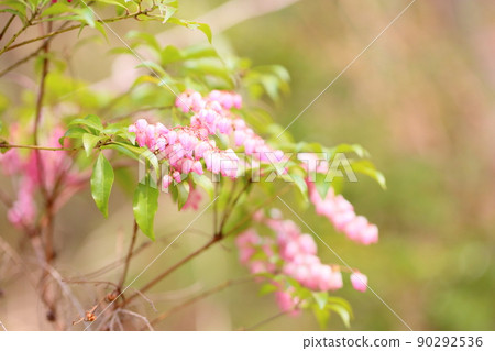 阿塞比花 阿塞比花 90292536
