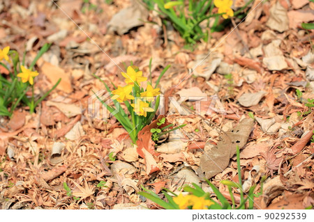 小水仙 tete a tete 90292539