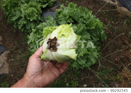 Lettuce disease, soft rot, rot Lettuce disease, soft rot, rot 90292545
