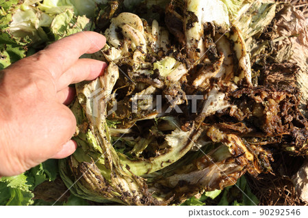生菜病害、軟腐病、腐爛 生菜病害、軟腐病、腐爛 90292546