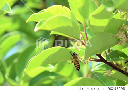 Bees visiting the flowers of Ilex rotunda Bees visiting the flowers of Ilex rotunda 90292698